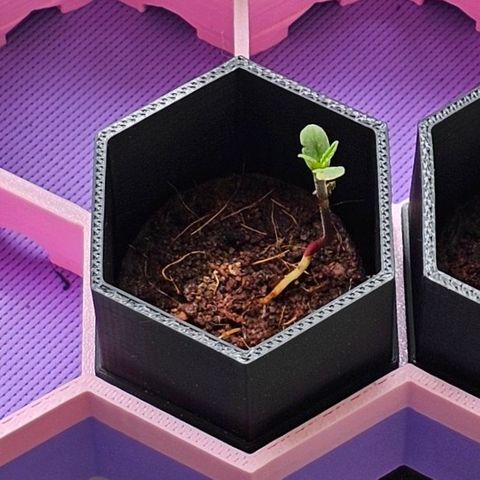 Bag Seed #1 growlog timeline photo