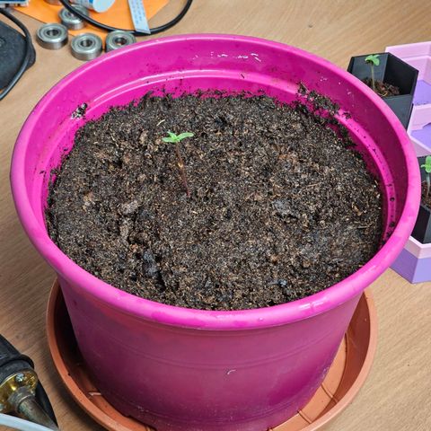 Bag Seed #1 growlog timeline photo