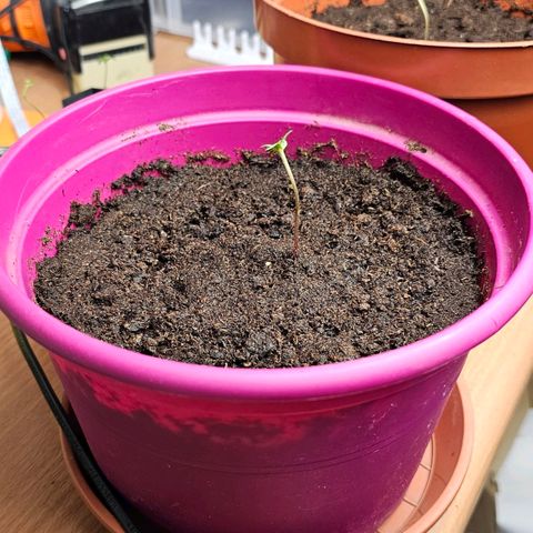 Bag Seed #1 growlog timeline photo