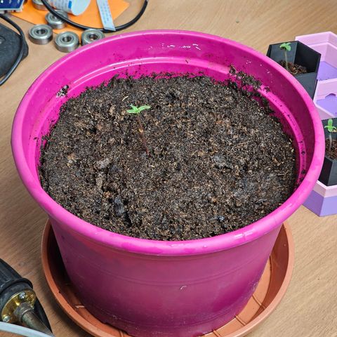 Bag Seed #1 growlog timeline photo