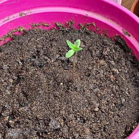 Bag Seed #1 growlog timeline photo