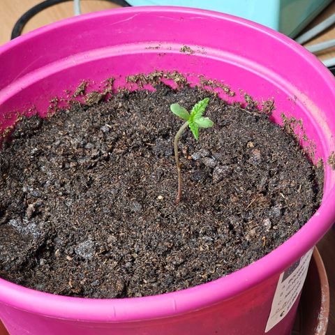 Bag Seed #1 growlog timeline photo