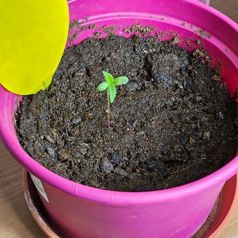Bag Seed #1 growlog timeline photo