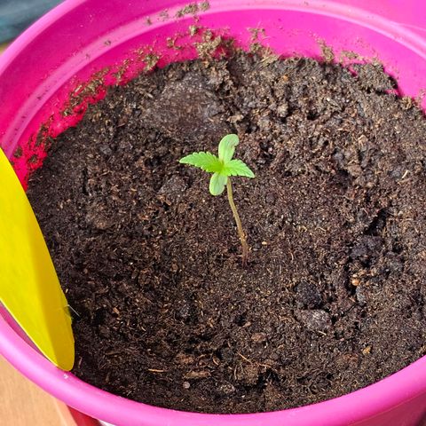 Bag Seed #1 growlog timeline photo