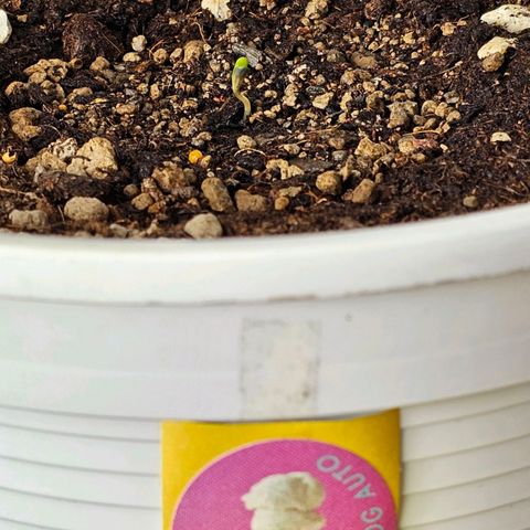 Gelato OG Auto #1 growlog timeline photo