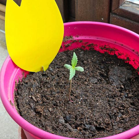 Bag Seed #1 growlog timeline photo