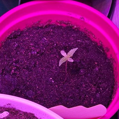 Bag Seed #1 growlog timeline photo