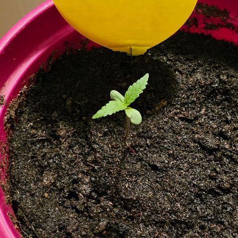 Bag Seed #1 growlog timeline photo