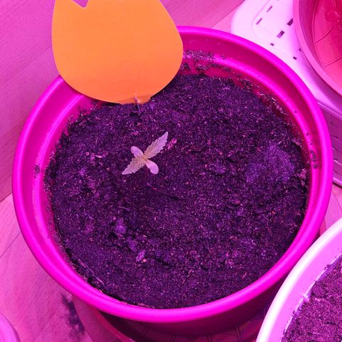 Bag Seed #1 growlog timeline photo