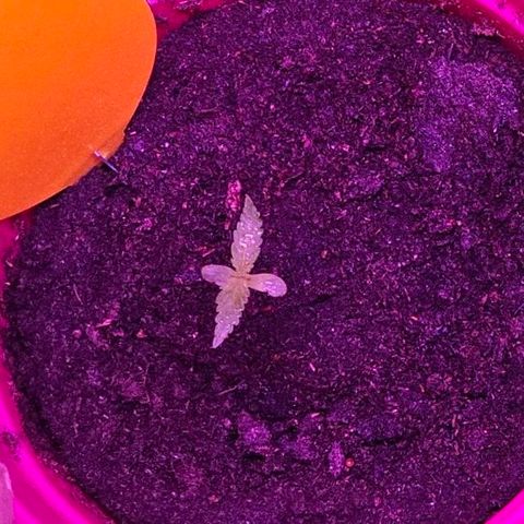 Bag Seed #1 growlog timeline photo