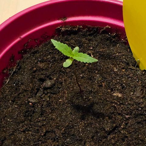 Bag Seed #1 growlog timeline photo
