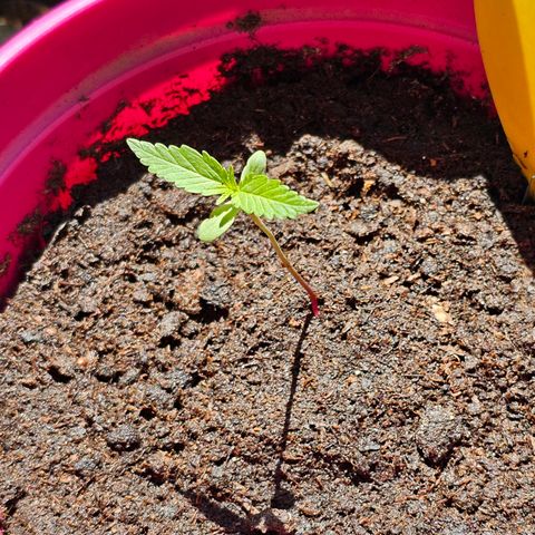 Bag Seed #1 growlog timeline photo