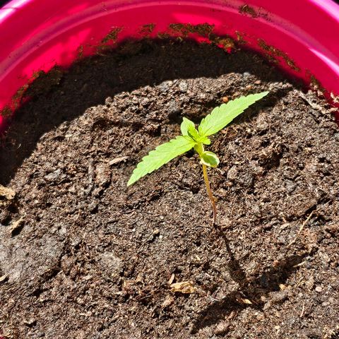 Bag Seed #1 growlog timeline photo