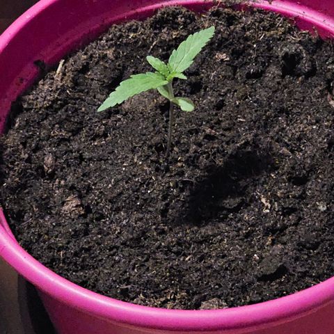 Bag Seed #1 growlog timeline photo