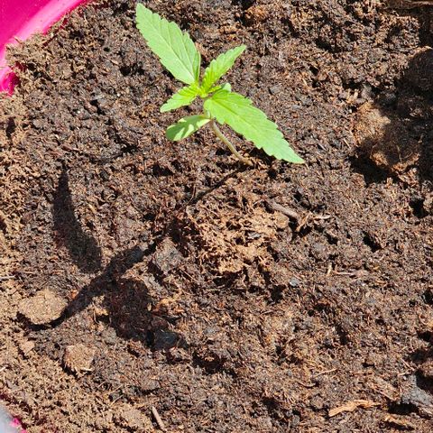Bag Seed #1 growlog timeline photo