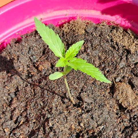 Bag Seed #1 growlog timeline photo