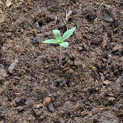 Gelato OG Auto #1 growlog timeline photo