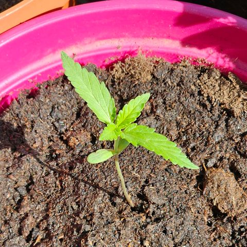 Bag Seed #1 growlog timeline photo