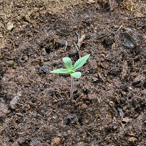 Gelato OG Auto #1 growlog timeline photo