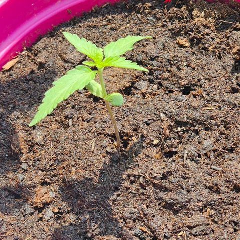 Bag Seed #1 growlog timeline photo