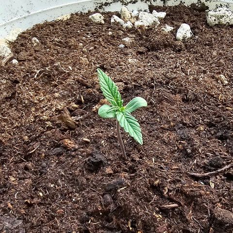 Gelato OG Auto #1 growlog timeline photo