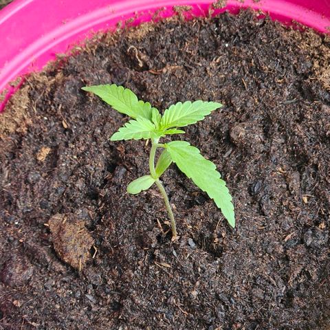 Bag Seed #1 growlog timeline photo