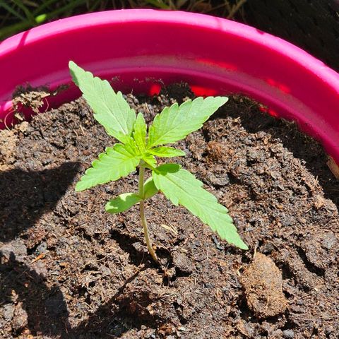 Bag Seed #1 growlog timeline photo