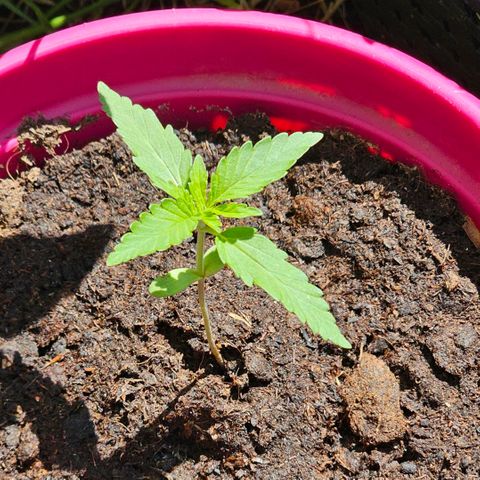 Bag Seed #1 growlog timeline photo