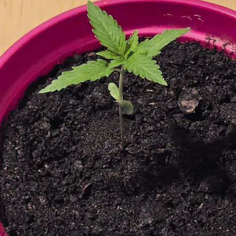 Bag Seed #1 growlog timeline photo
