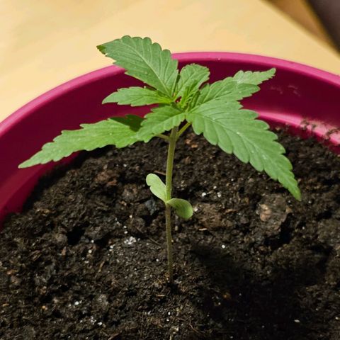 Bag Seed #1 growlog timeline photo