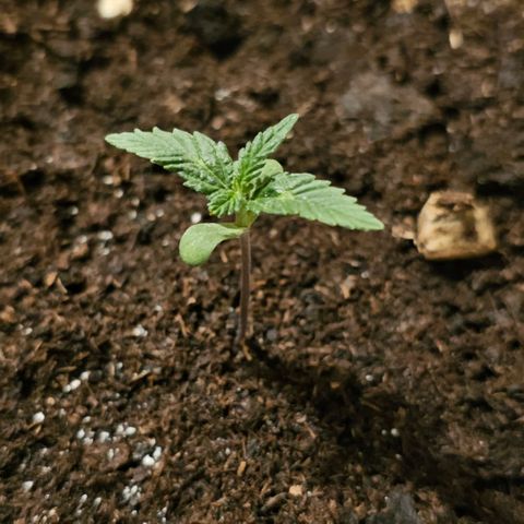 Gelato OG Auto #1 growlog timeline photo