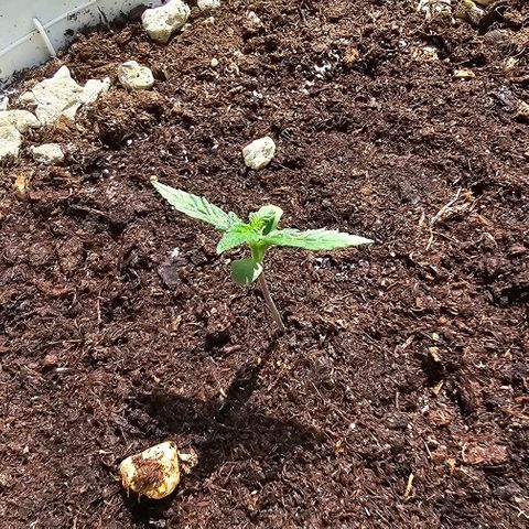 Gelato OG Auto #1 growlog timeline photo