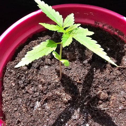 Bag Seed #1 growlog timeline photo
