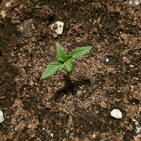 Gelato OG Auto #1 growlog timeline photo