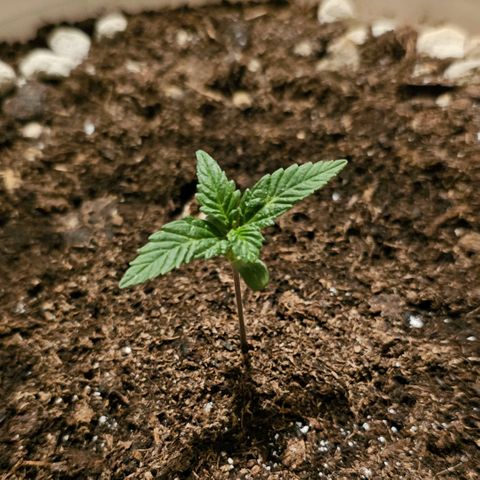 Gelato OG Auto #1 growlog timeline photo