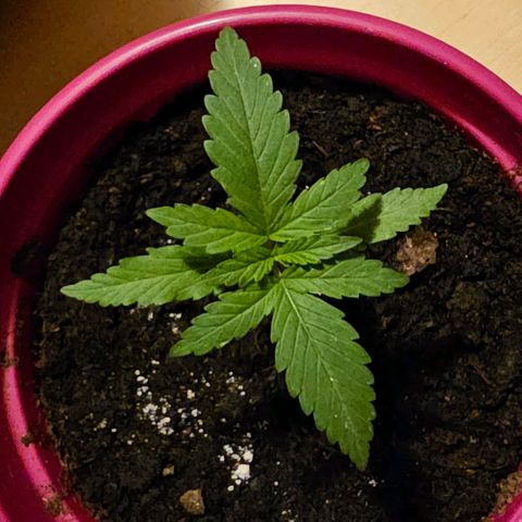 Bag Seed #1 growlog timeline photo