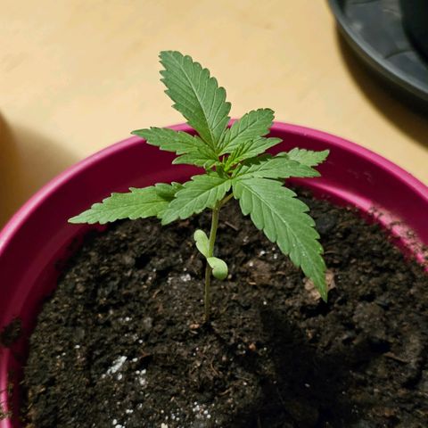Bag Seed #1 growlog timeline photo