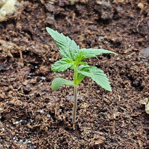 Gelato OG Auto #1 growlog timeline photo