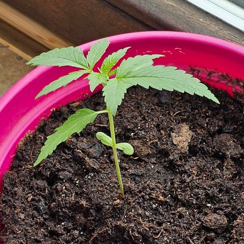Bag Seed #1 growlog timeline photo