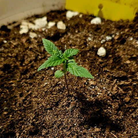 Gelato OG Auto #1 growlog timeline photo