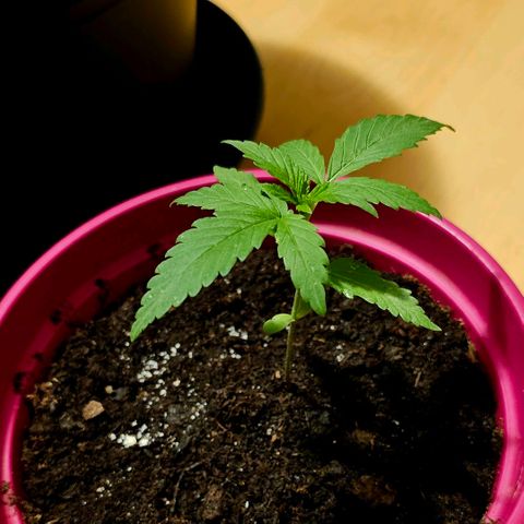 Bag Seed #1 growlog timeline photo