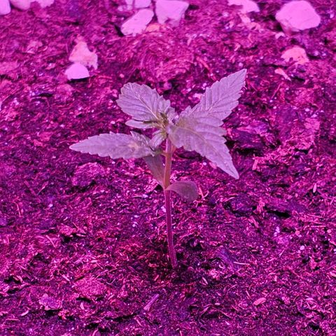 Gelato OG Auto #1 growlog timeline photo