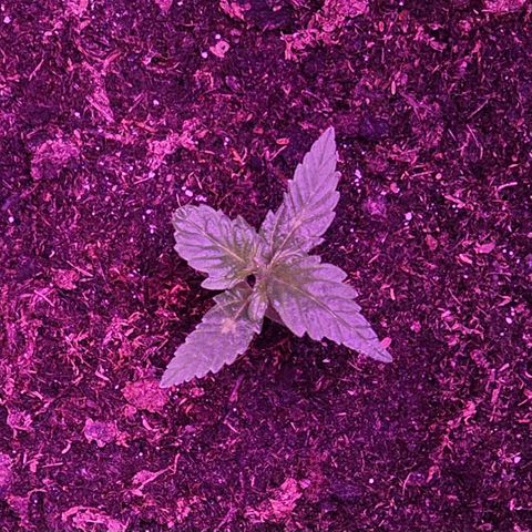Gelato OG Auto #1 growlog timeline photo