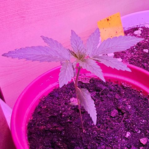 Bag Seed #1 growlog timeline photo