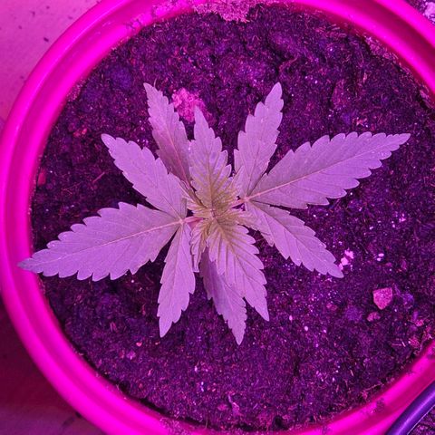 Bag Seed #1 growlog timeline photo