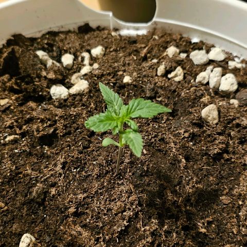 Gelato OG Auto #1 growlog timeline photo