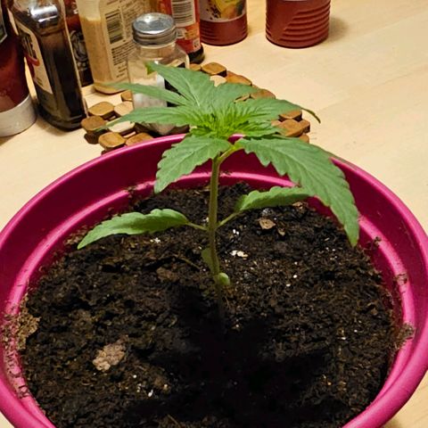 Bag Seed #1 growlog timeline photo
