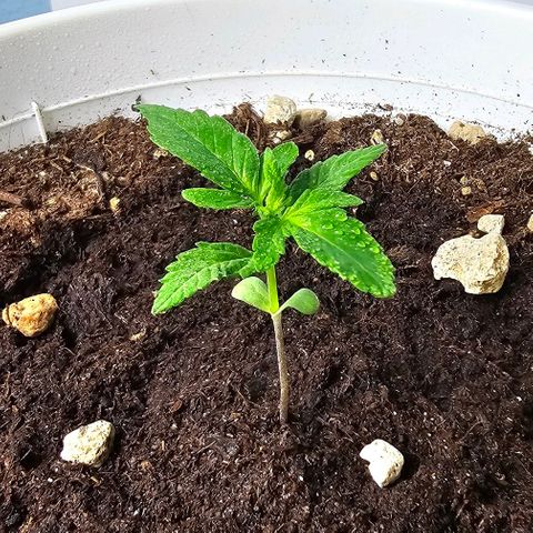 Gelato OG Auto #1 growlog timeline photo