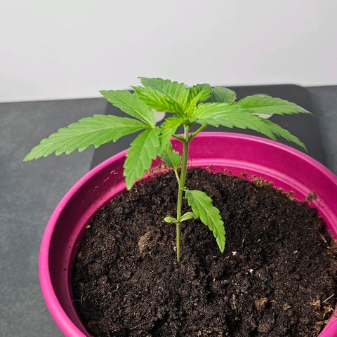 Bag Seed #1 growlog timeline photo