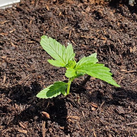 Gelato OG Auto #1 growlog timeline photo